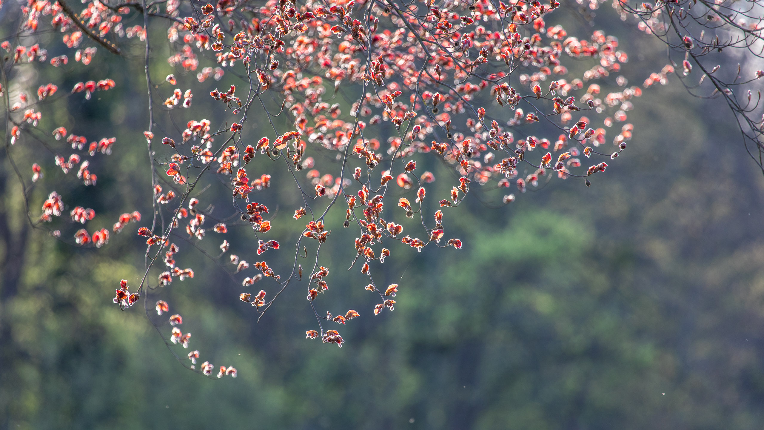 20180414185821 RD4 0659